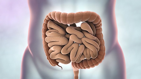 Human Digestive System Anatomy 3D illustration