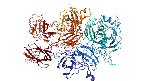 Factor V (pronounced factor five) is a protein of the coagulation system, rarely referred to as proaccelerin or labile factor. In contrast to most other coagulation factors, it is not enzymatically active but functions as a cofactor. 3D cartoon and Gaussian surface models, sequence id color scheme, based on PDB 7kve, white background.